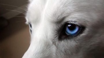 ojos perro