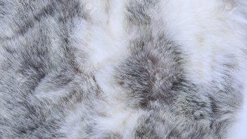 macro texture gray rabbit fur studio