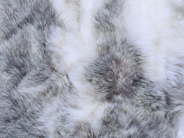 macro texture gray rabbit fur studio