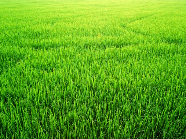 Cómo limpiar y deshacerse de manchas en el césped?