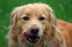 perro