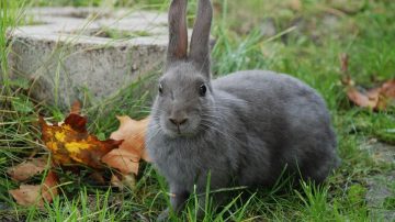 conejo