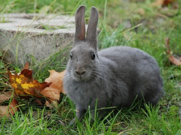 conejo