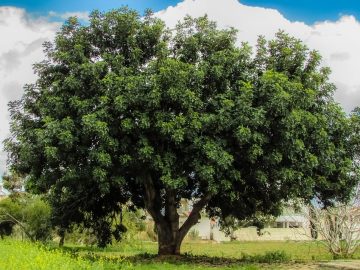 arbol poda