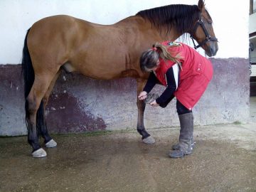 como-limpiar-un-caballo