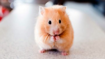 hamster