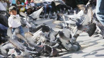 palomas_en_la_plaza_de_armas_de_arequipa