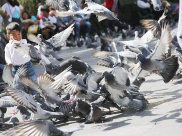 palomas_en_la_plaza_de_armas_de_arequipa